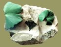 Kamenný herbár