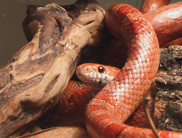 Užovka červená - nejedovatý druh hada