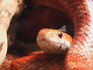 Užovka červená - nejedovatý druh hada
