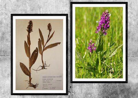 Zbierkový predmet mesiaca máj 2020 Vstavačovec májový (Dactylorhiza majalis) Zbierkový predmet mesiaca máj 2020 Vstavačovec májový (Dactylorhiza majalis)