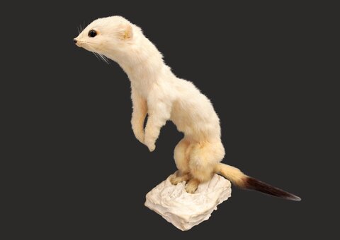 Zbierkový predmet mesiaca november 2025 - hranostaj čiernochvostý