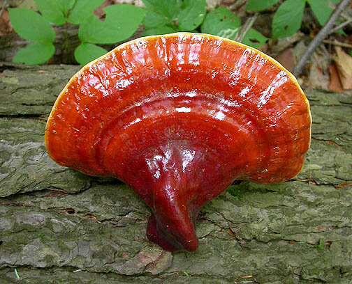 Ganoderma