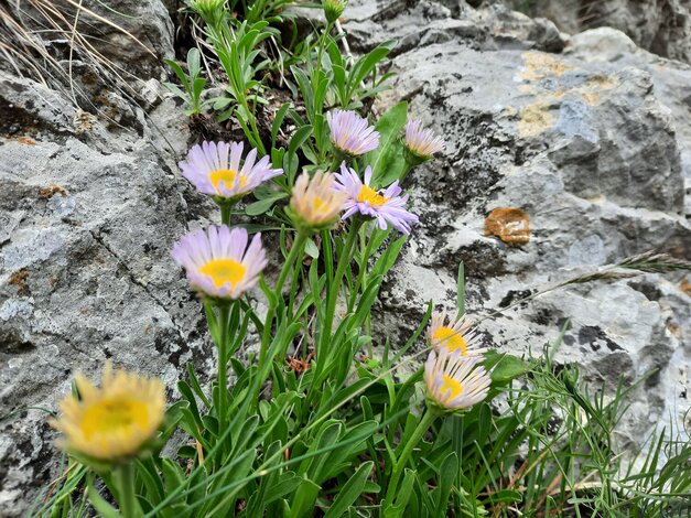 Botanická exkurzia do Manínskej tiesňavy 2023