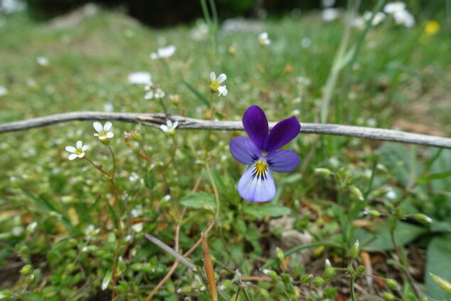 Botanická exkurzia do Manínskej tiesňavy 2023