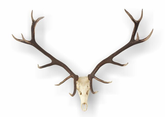 Zbierkový predmet mesiaca február 2026 parožie