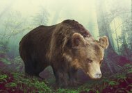 Zbierkový predmet mesiaca august 2020 Medved hnedý