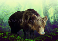 Zoológia - Medveď hnedý