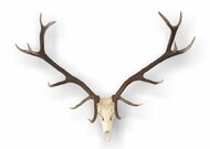 Zbierkový predmet mesiaca február 2026 parožie