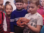 Užovka červená - nejedovatý druh hada