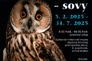 Noční lovci - sovy