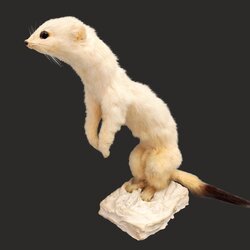 Zbierkový predmet mesiaca november 2025 - hranostaj