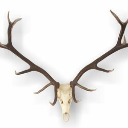 Zbierkový predmet mesiaca február 2026 parožie